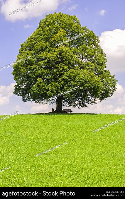 single linden tree in meadow