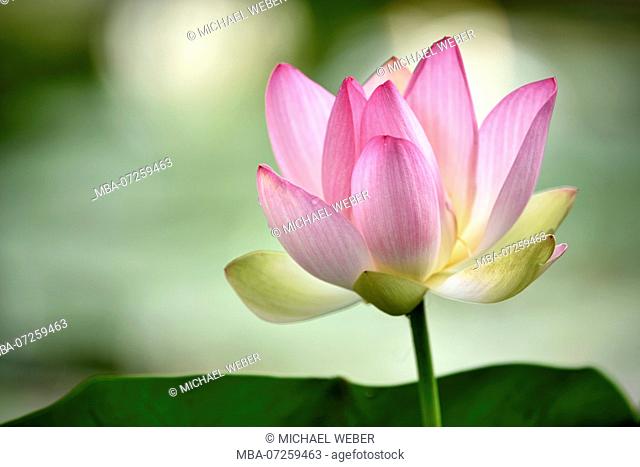 Lotus, lotos (Nelumbo), blossom, close-up