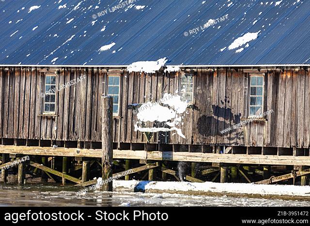 Layer of snow sliding off a metal roof having been warmed by the sun at the Britannia Ship Yard in Steveston British Columbia Canada