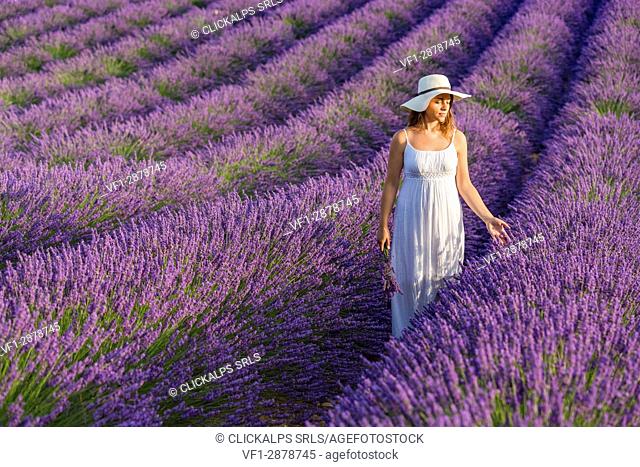 Woman with hat in a lavender field. Plateau de Valensole, Alpes-de-Haute-Provence, Provence-Alpes-Cote d'Azur, France, Europe