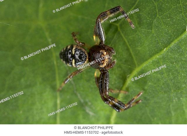 France, Araneae, Thomisidae, Crab spider (Synema globosum)