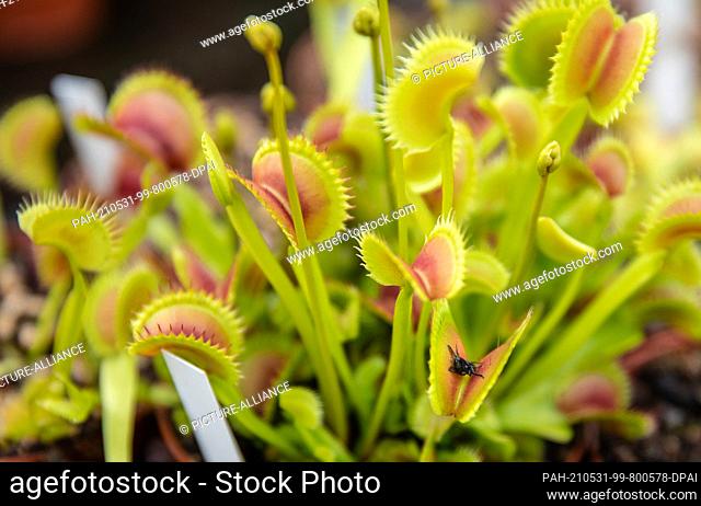 27 May 2021, Baden-Wuerttemberg, Ludwigsburg: A fly lies in a carnivorous plant of the species ""Venus flytrap"". Depredation, habitat destruction