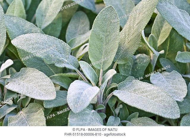 Common Sage Salvia officinalis close-up of leaves, growing in herb garden, Dorset, England, august