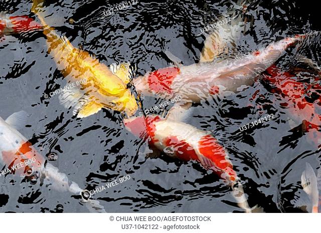 Fishes in a pond, Japanese koi