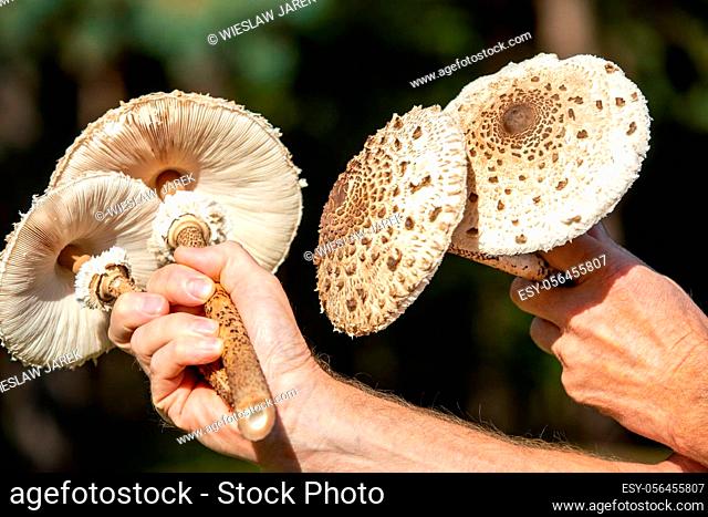 Ripe parasol mushroom Macrolepiota procera or Lepiota procera in the mushroom picker's hand