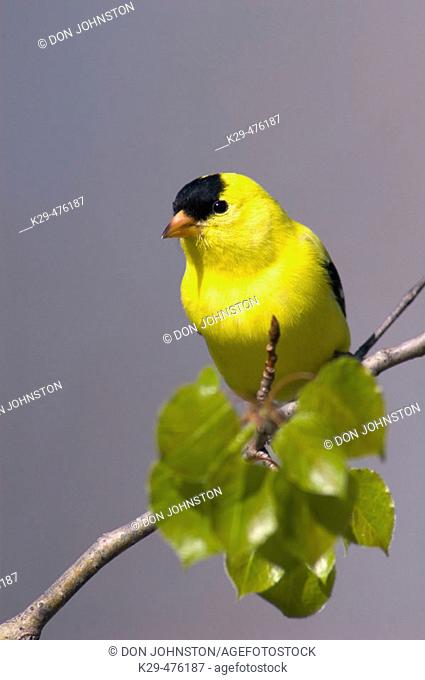 American goldfinch (Carduelis tristis), male, early spring. Lively, ON, Canada