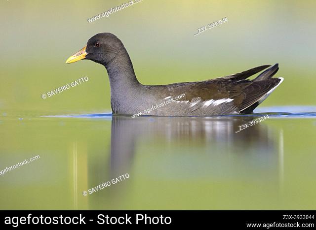 Common Moorhen (Gallinula chloropus), side view of an immature swimming in the water, Campania, Italy