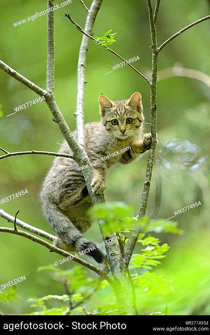 European wildcat on tree in Bavarian Forest, Germany