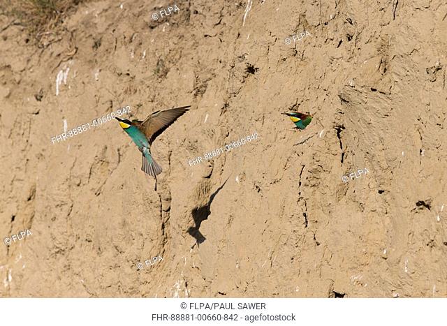 European Bee-eater (Merops apiaster) adult pair, 1 emerging from nest tunnel, 1 flying, Macin, Romania, June