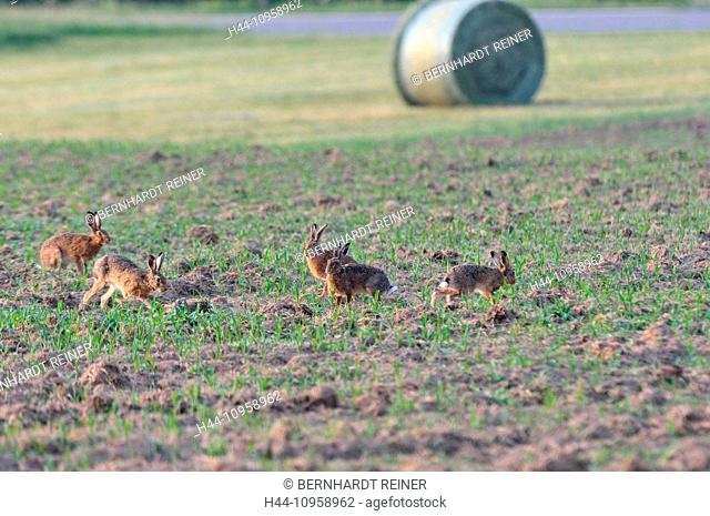 Hare, Rabbit, Lepus europaeus Pallas, brown hare, bunny, hares, rabbits, May, rodent, nature, wild animal, game, animal, animals, Germany, Europe