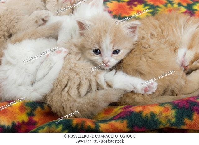 Group Of Four 6 Week Old Long Haired White Ginger Kittens Asleep On Blanket