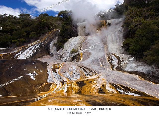 Geyser, Orakai Korako geothermal region near Rotorua, North Island, New Zealand, Oceania