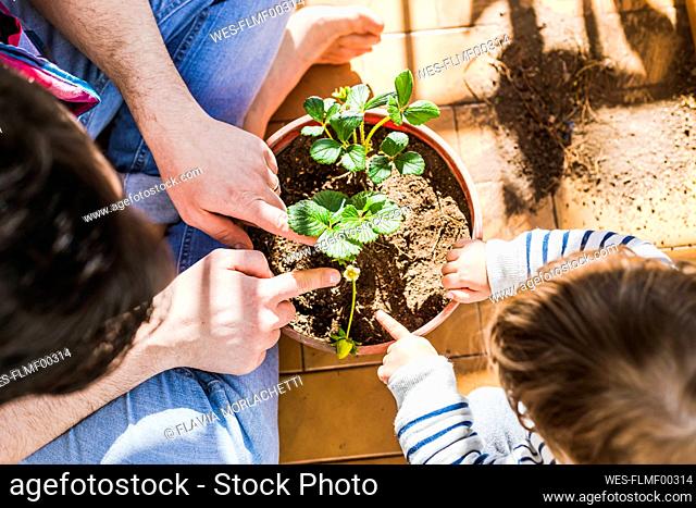 Mid adult man and boy planting strawberry in pot while sitting at balcony