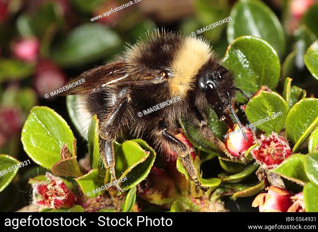 Gypsy cuckoo bumblebee (Bombus bohemicus), adult female, feeding on Wall rockspray cotoneaster (Cotoneaster horizontalis) flowers in garden, Powys, Wales