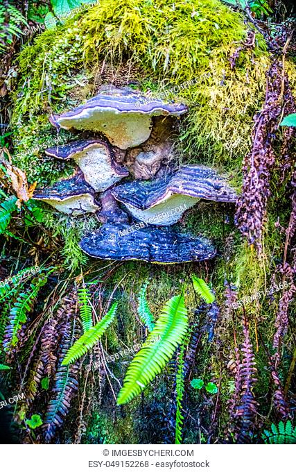 A mushroom growing on a tree in Heceta Head Lighthouse State Park