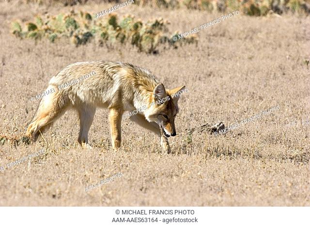 Coyote (Canis latrans), hunting in open field during fall Yellowstone National Park Montana