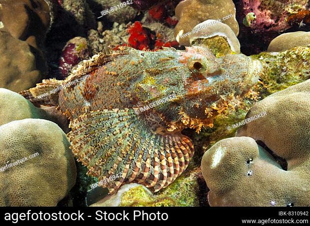 Bearded scorpionfish (Scorpaena barbatus) lurking for prey in coral reef, spreading pectoral fins with venomous spines, Indian Ocean, Maldives, Asia