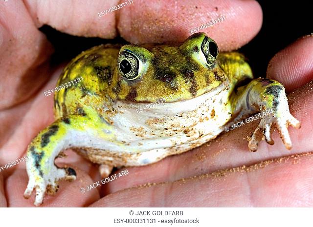 A spadefoot toad being held