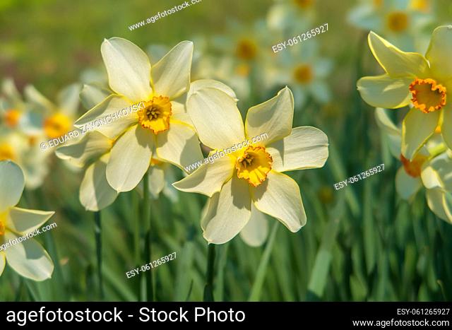 In spring, a yellow narcissus blooms in the garden