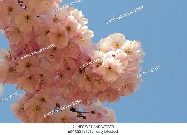 kirschblütenträume
