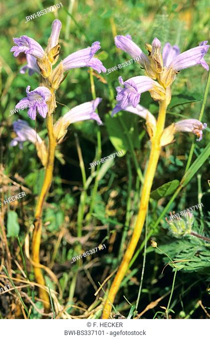 Yarrow broomrape, Purple Broomrape (Orobanche purpurea, Phelipanche purpurea), blooming, Germany