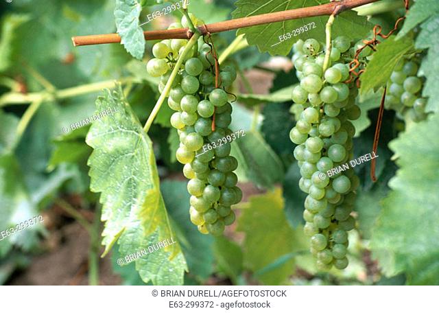 Grapes on vine. (Vitis vinifera) Geisenheim variety. Waupoos. Ontario, Canada