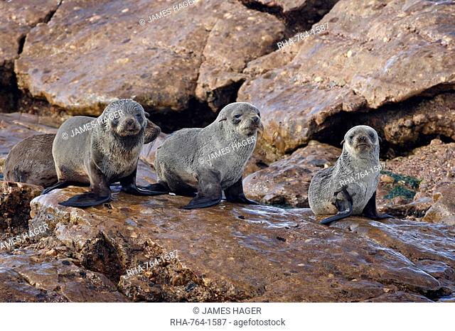 Three Cape fur seal South African fur seal Arctocephalus pusillus pups, Elands Bay, South Africa, Africa