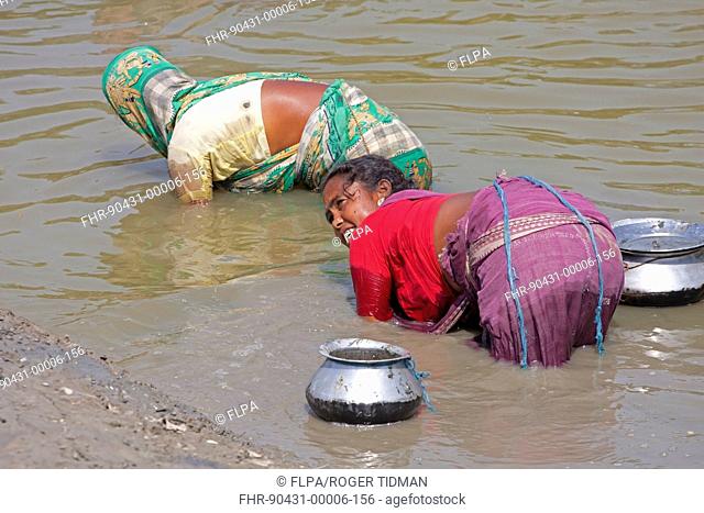 Woman subsistence fishing by touch of hand, Sundarbans, Ganges Delta, West Bengal, India, March