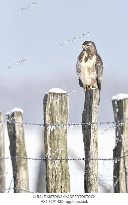 Common Buzzard / Maeusebussard ( Buteo buteo ) in cold winter, perched on a fence post, covered with snow, wildlife, Europe
