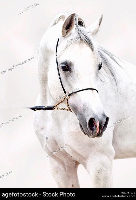 portrait of white arabian horse. at grey background