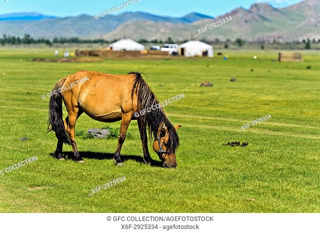 Horse grazing on a pasture near yurts in the UNESCO World Heritage Site Orkhon Valley Cultural Landscape, Khangai Nuru Khangai Nuruu National Park