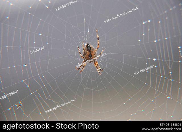 Gartenkreuzspinne (Araneus diadematus) wartet in ihrem Netz mit Wassertropfen auf Beute. - Garden spider (Araneus diadematus) waits for prey in its web with...
