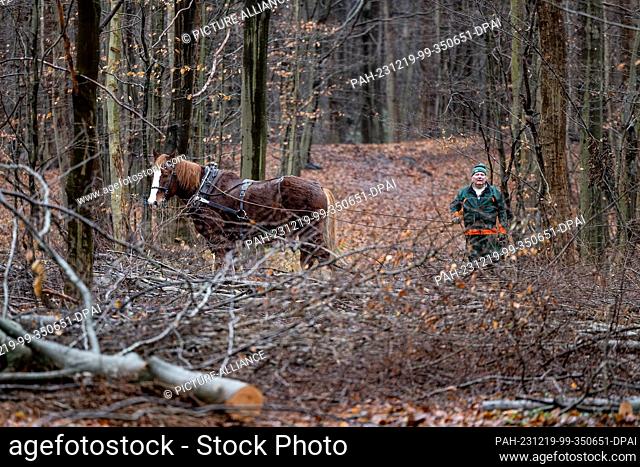 19 December 2023, Schleswig-Holstein, Altenholz: Wood harvester Arne Bramstedt works with his horse ""Püppi"" in the Gut Knoop resting forest