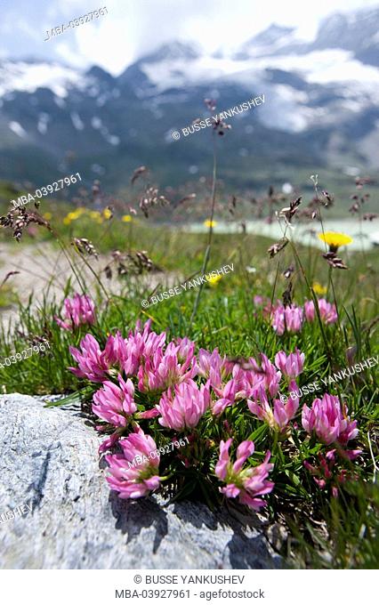 alpine flowers, alpine clover, Trifolium alpinum