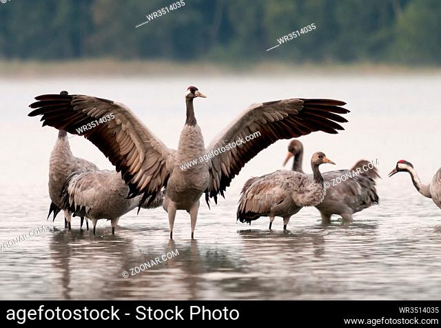 The male crane (Grus grus) in the attitude of combat with widely spread wings standing in shallow water. Autumn collection of cranes in the Bory Tucholskie...