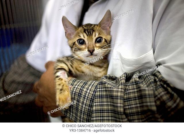 A veterinarian holds a Bengal cat kitten at a Pet Hospital in Condesa, Mexico City, Mexico, February 1, 2011