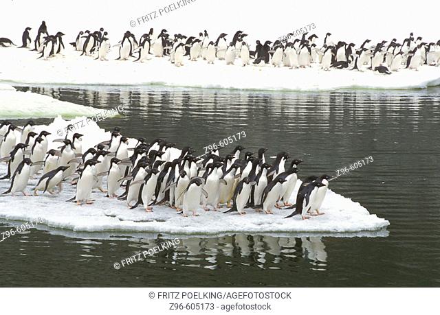 Adelie penguin (Pygoscelis adeliae). Paulet island, Antarctic Peninsula