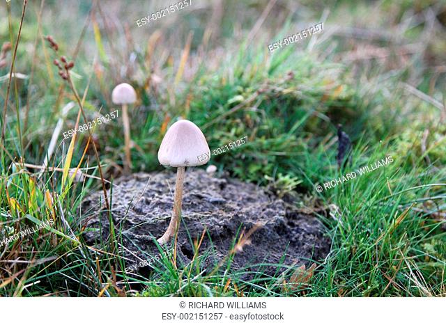 Dung Cap mushroom