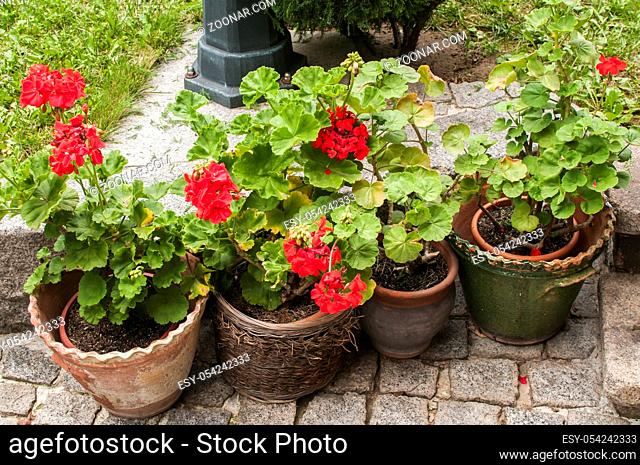 Ceramic pots of red geranium flowers on the stone paving closeup in the garden courtyard