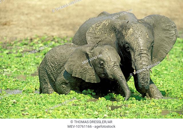 African Elephant - two different aged calves having fun at a waterhole which is covered with Water Lettuce (Pistia stratiotes) (Loxodonta africana)