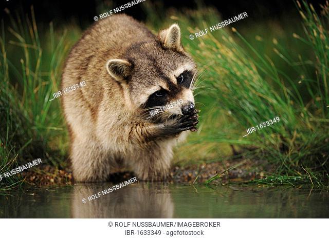 Northern Raccoon (Procyon lotor), adult at night feeding in wetland lake, Fennessey Ranch, Refugio, Coastal Bend, Texas Coast, USA