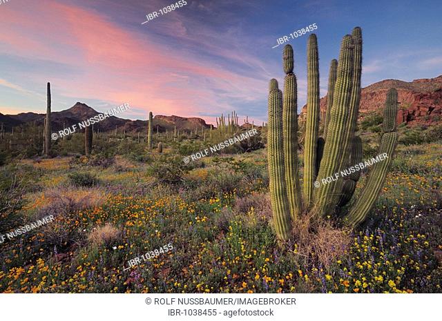Organ Pipe Cactus (Stenocereus thurberi) in Sonoran Desert in bloom at sunset with Mexican Gold Poppy (Eschscholzia californica mexicana)