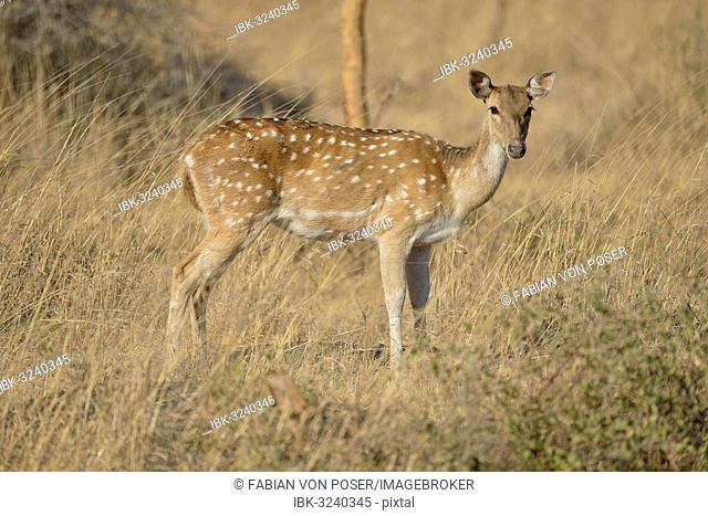 Chital, Cheetal or Axis Deer (Axis axis), female, Gir Forest National Park, Gir Sanctuary, Gujarat, India