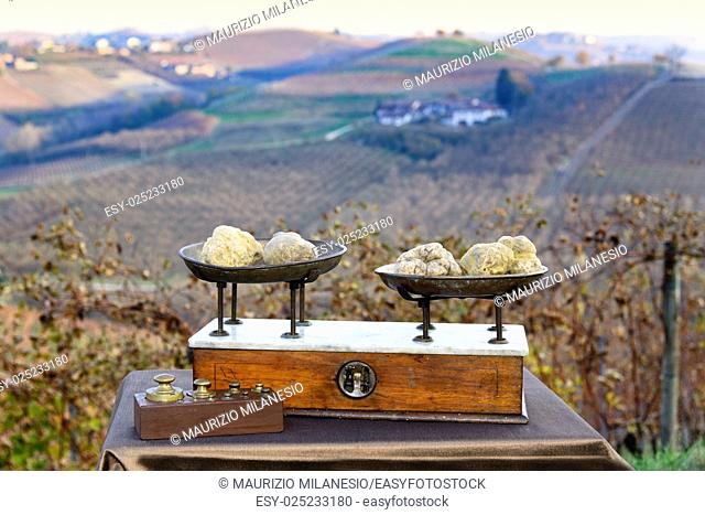 Some white truffles on the vintage scales, in the background hills with vineyards in autumn Langhe Piedmont Italy