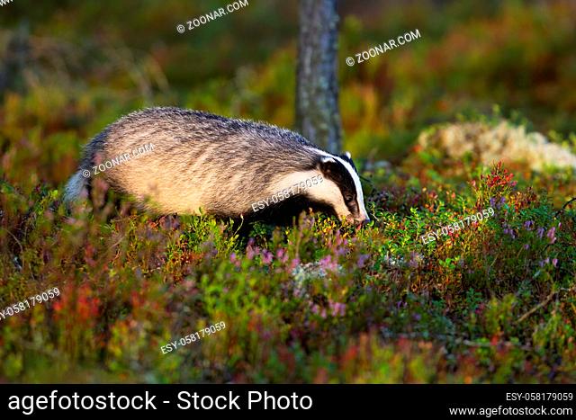 Adorable european badger, meles meles, in the lingonberry moorland. Puffy mammal sniffing out of hole in forest. Nocturnal creature on the sun