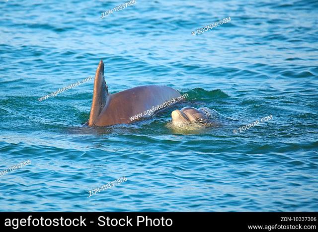 Mother and baby Common bottlenose dolphins swimming near Sanibel island in Florida