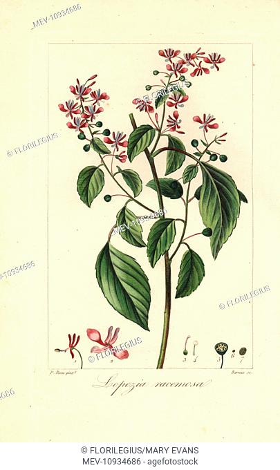 Mosquito flower or pink brush, Lopezia racemosa, native to Mexico. . Handcolored stipple copperplate engraving by Barrois from a botanical illustration by...