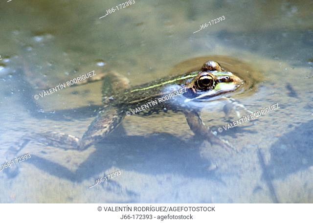 Frog (Rana perezi)