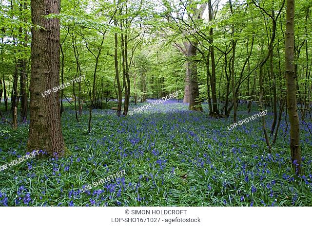 England, East Sussex, . A carpet of Bluebells in woodland in East Sussex