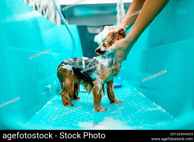 Female groomer foaming cute little dog, washing procedure, grooming salon. Woman with small pet prepares for haircut, groomed domestic animal